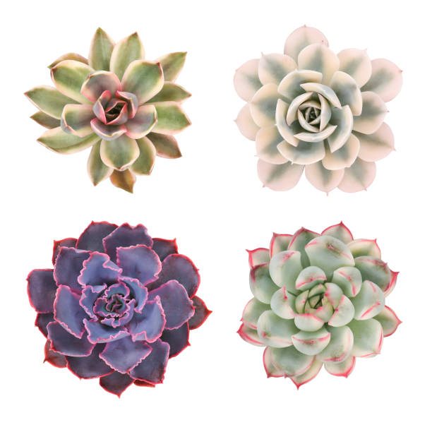istock Photo with colorful succulents on a white background 1466588062