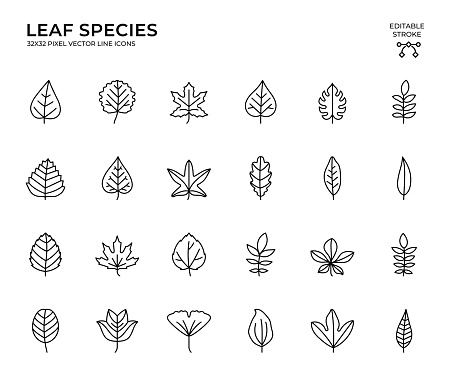 Black color, 32x32, pixel perfect, Editable Stroke. This icon set consists of Leaf Species, Oak, Maple, Aspen, Hornbeam, Multery, Linden, Palm, Lilac, Laurel, Chestnut, Ash, Poplar and so on