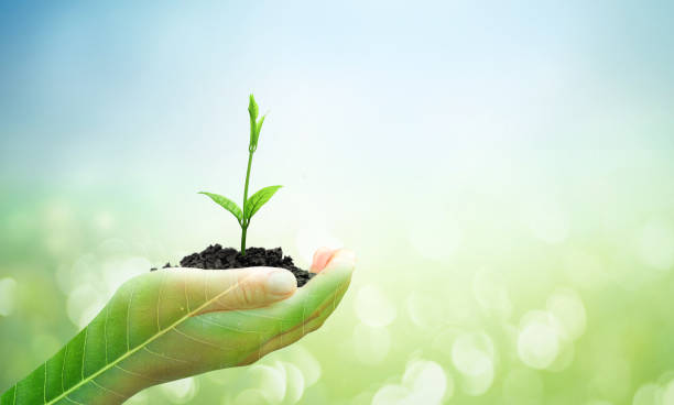 istock Hand holding seedling over blurred green and blue sky nature background 1466589816