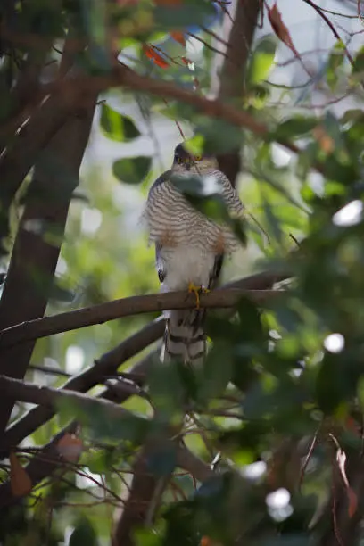 Photo of wild small raptor bird sitting within leaves and trees