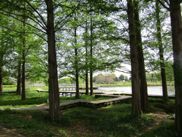 istock Japan. April. At the lake. 1466592749