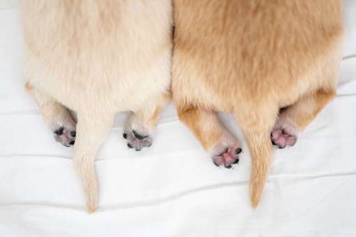 Two different colored Golden Retriever Puppies laying down next to each other , very cute POV.