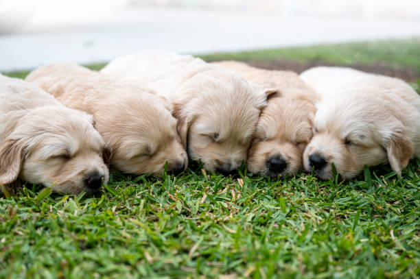 newborn golden retriever puppies sleeping at home on the floor