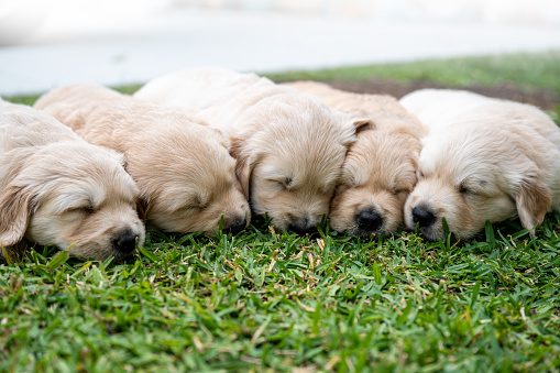 Puppies lay face to face , side by side asleep on the grass.