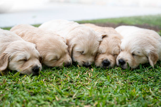 Golden Retriever puppies lay asleep Puppies lay face to face , side by side asleep on the grass. five animals stock pictures, royalty-free photos & images