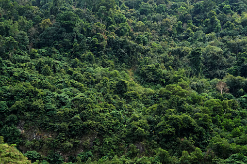 Green mountain forest landscape