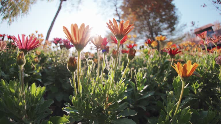 Low angle view Close-up Orange gerbera daisy flower plant decorating in garden