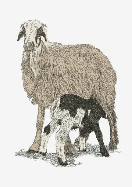 Vector illustration of Ewe with Lamb Sheep, Goats, flock