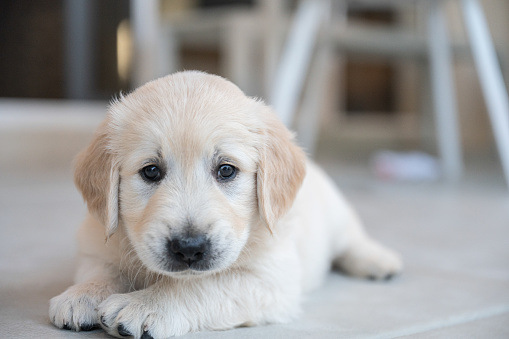 Beautiful golden retriever puppy resting on ground outside.
