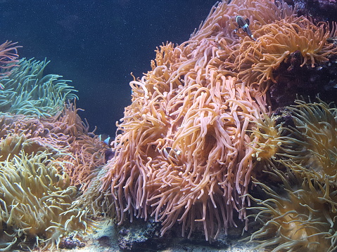 It's a coral reef that is located in the clownfish habitat in Gdynia's Aquarium. You can also see there a few of the clownfish.