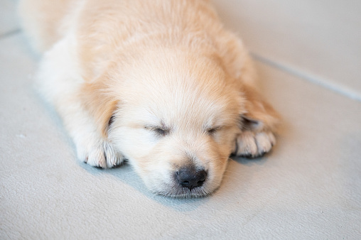 Close-up of mixed-breed dog sleeping comfortably in bed on a fluffy white blanket in a dark room