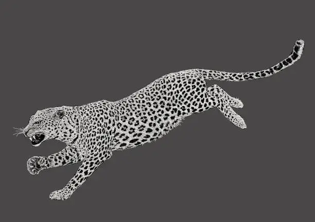 Vector illustration of Leaping Leopard Big Cat