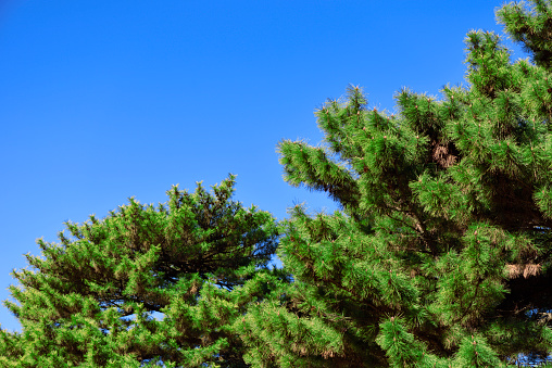 Japanese Pine Tree against clear sky with copy space.