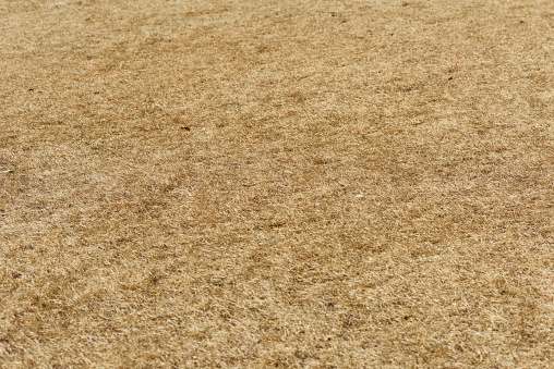 rustic background with alfalfa bale texture in the field