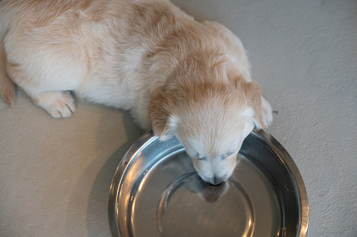 An exhausted golden retriever puppy has fallen asleep in the water bowl.