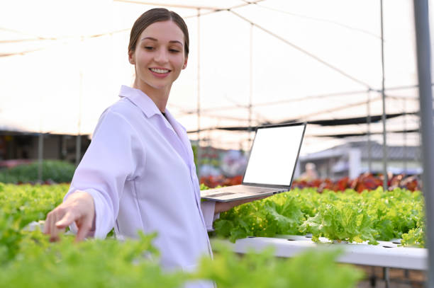 istock Professional Caucasian female agricultural scientist using laptop, inspecting hydroponic system 1466603330