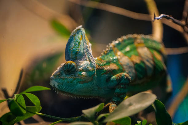 istock Beautiful and colorful chameleon 1466605188
