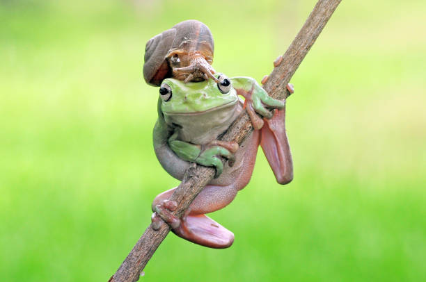 istock frogs and snails on a tree branch, frog, snail 1466606776