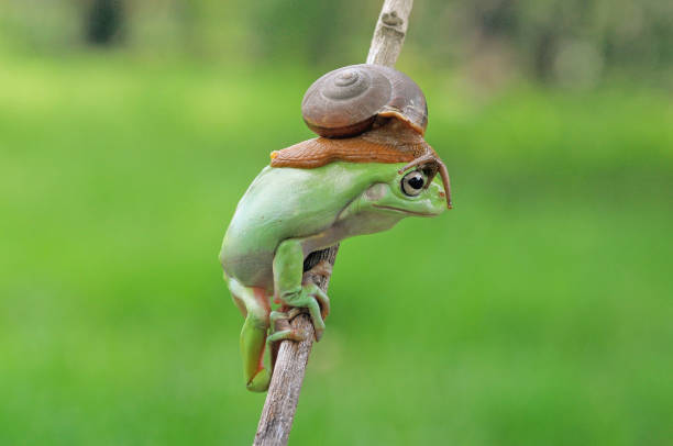 istock frogs and snails on a tree branch, frog, snail 1466606812
