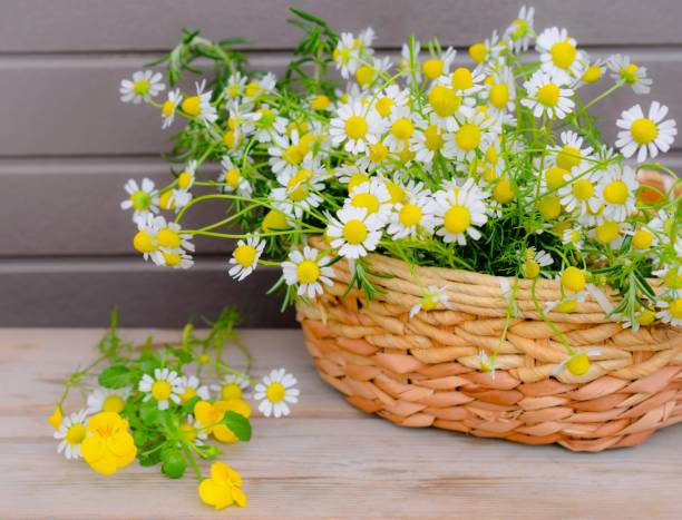 istock fresh chamomile and viola flowers on the table. 1466607251