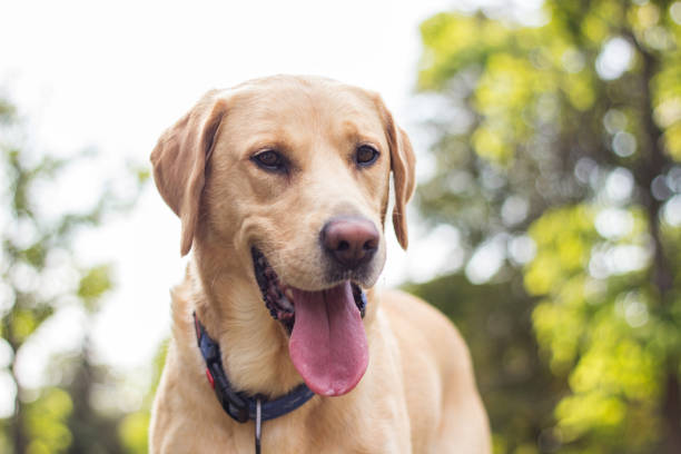 istock Labrador dog on a pet leash 1466607269