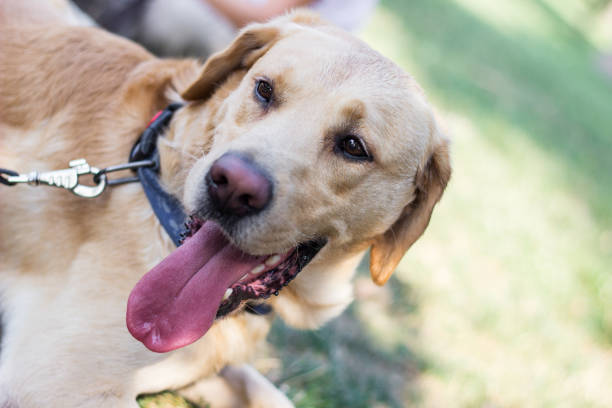 Labrador dog on a pet leash