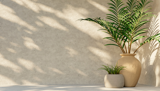 Minimal product placement background with tropical palm in clay pot and shadow on concrete wall. Luxury summer architecture interior aesthetic. Modern summer mockup design.