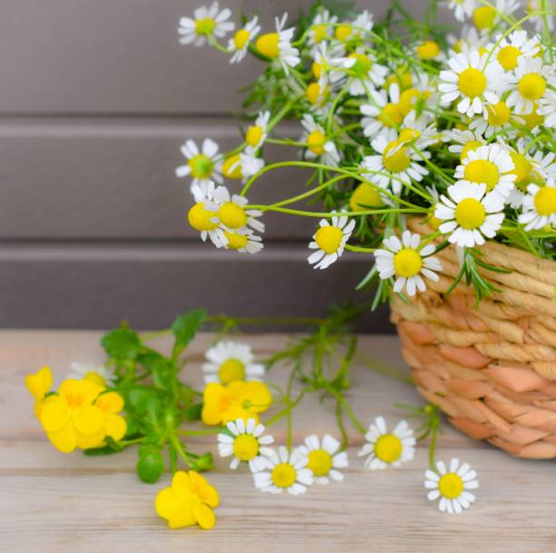 istock fresh chamomile and viola flowers on the table. 1466609112