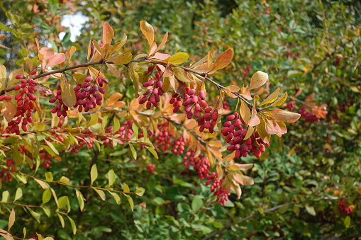 Bent branches of common barberry with red berries in October
