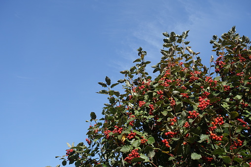 Azure blue sky and crown of Sorbus aria with numerous red berries in mid October