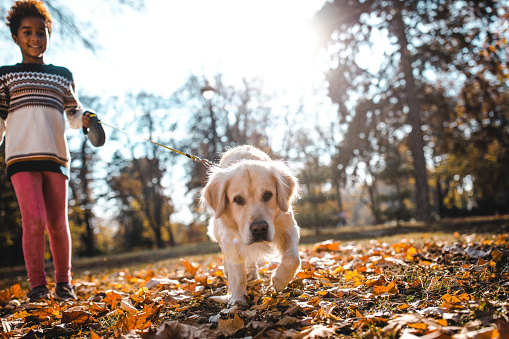 Small black girl enjoying while walking her dog in autumn day at the park. Focus is on dog.