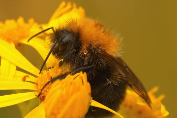 Closeup of a queen tree bumblebee, Bombus hypnorum queen drinking Closeup of a queen tree bumblebee, Bombus hypnorum queen drinking nectar from a yellow flower bombus hypnorum pictures stock pictures, royalty-free photos & images