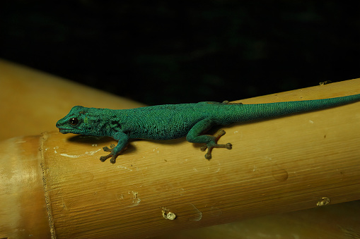 A closeup on the critically endangered turquoise dwarf gecko, Lygodactylus williamsi, from Tanzania