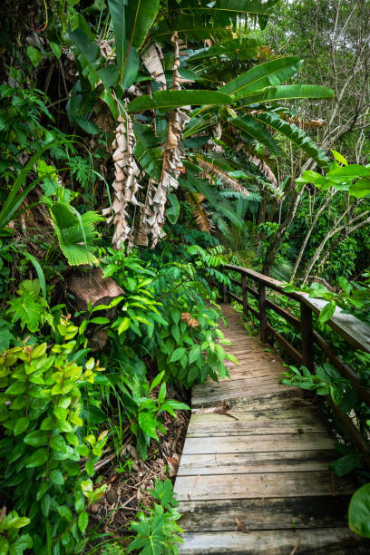 istock Panama Rainforest. Exotic Landscape. Natural Tropical Forest Atmosphere. Central America. 1466614039