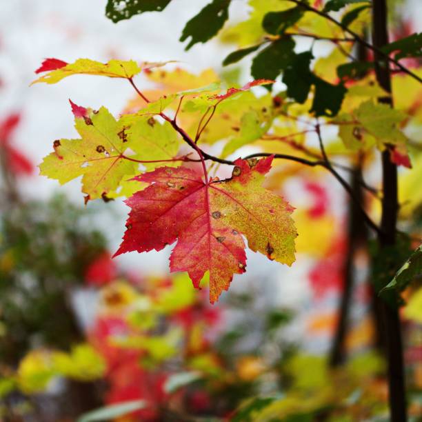 istock Selective shot of colorful autumn leaves hanging from tree branches 1466614046