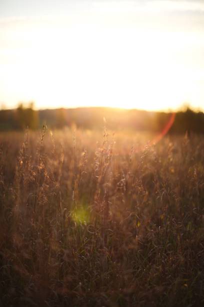 istock Vertical shot of brown grass in the field backlit by bright sunlight 1466614080