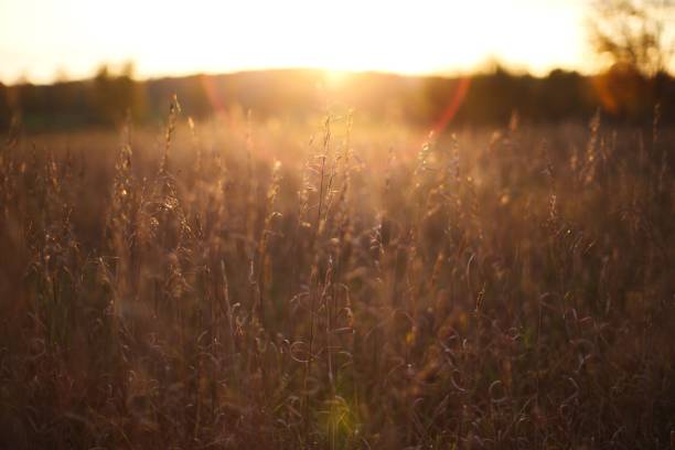 istock Brown grass in the field backlit by bright sunlight 1466614081