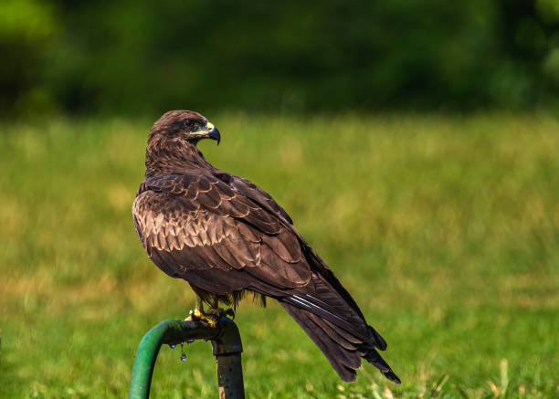 Black Kite on a water pipe in search of water A black Kite on a water pipe in search of water milvus migrans stock pictures, royalty-free photos & images