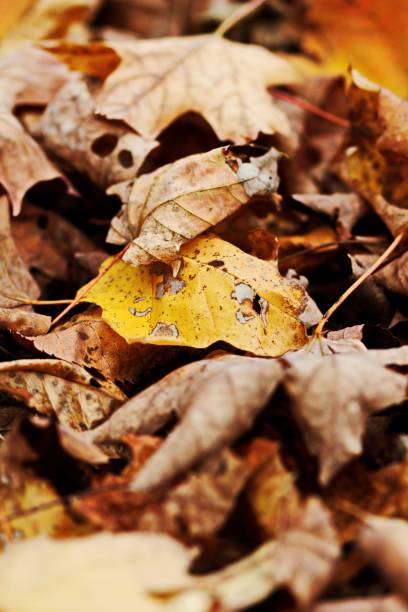 istock Vertical selective shot of autumn dead leaves, fallen on the ground 1466614838