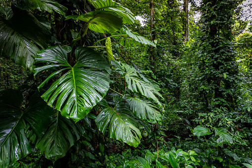 Panama Rainforest. Exotic Landscape. Natural Tropical Forest Atmosphere. Central America.