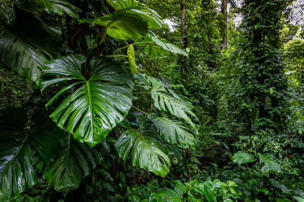 Panama Rainforest. Exotic Landscape. Natural Tropical Forest Atmosphere. Central America. stock photo