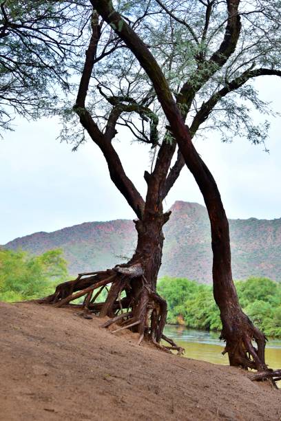 An eerily lifelike tree A tree with most of its roots out of the ground appears to be held up by another tree. exposed tree roots stock pictures, royalty-free photos & images