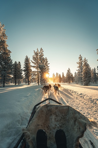 The Husky safari activity at Lapland, Finland in winter