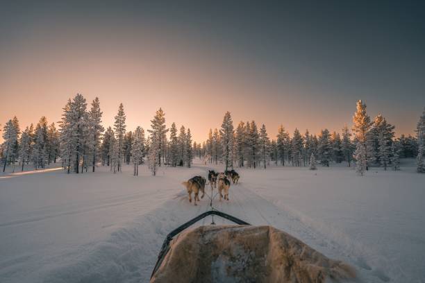istock Husky safari activity at Lapland, Finland at sunset 1466617063