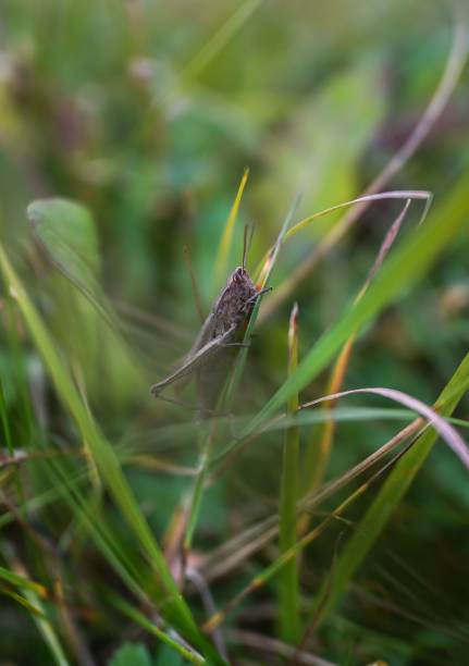 istock Closeup of a grasshopper on grass 1466618775