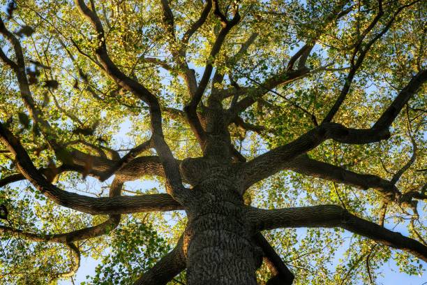 istock Low angle shot of a tall tree with long branches with green leaves 1466619488