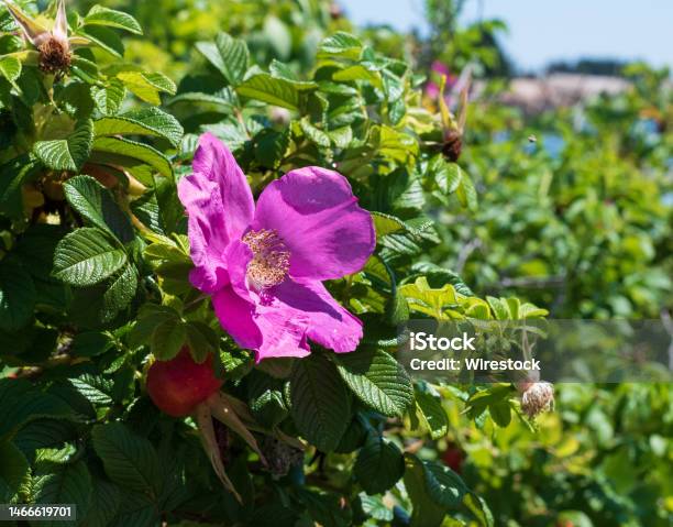 Selective Focus Shot Of Pink Wild Rose Flower In Acadia National Park Stock Photo - Download Image Now