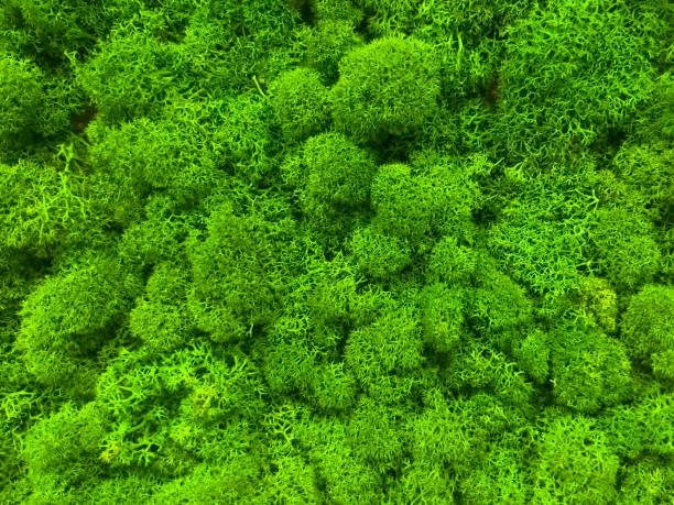 istock Close-up surface of the wall covered with green moss. Modern eco friendly decor made of colored stabilized moss. Natural background for design and text 1466620161