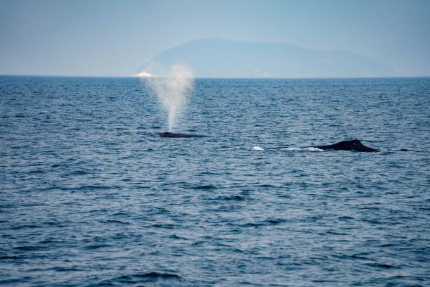 istock Humpback Whale feeding partners in the ocean 1466620365