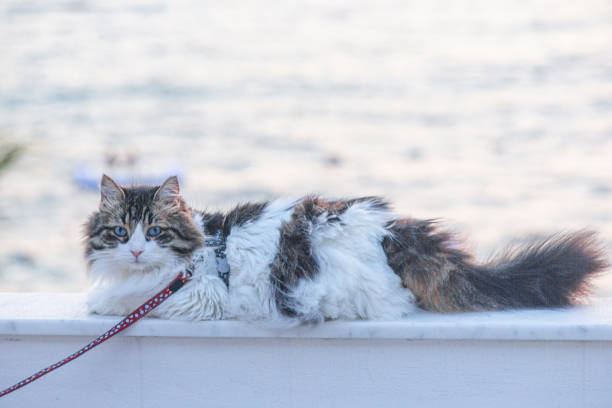istock Stray cat with blue eye during sunset at bodrum mugla turkey 1466620693